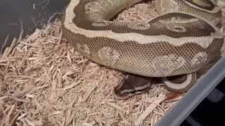 Ball Python Collection Update & Breeding Plans (Aug 2015)
