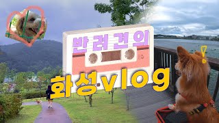 반려견의 화성vlog! '개'살기 좋은 화성시?! [별별화성공모전][👍]