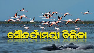 Beauty of Chilika // ସୌନ୍ଦର୍ଯ୍ୟମୟୀ ଚିଲିକା