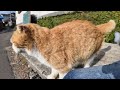 猫島の石のベンチに集まる猫たちがかわい過ぎる