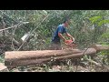 Husqvarna 265 potong kayu arkasiah...orang sabah style