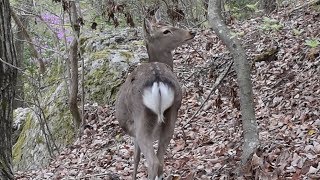 宝が池の周辺に現れたシカ　京都