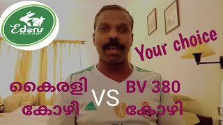 മുട്ട കോഴി വളർത്തൽ/കൈരളി കോഴി (VS ) BV380 കോഴി/EDEN'S MULTI FARM NEYYATTINKARA (9400108473)