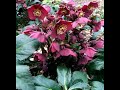 February Companion Plants - Double Pink Lenton Rose