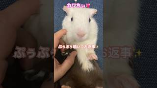 モルモットが可愛い過ぎて💖【介護の5歳3ヶ月♂】# #guineapig #shorts