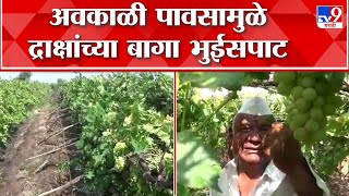 Nashik Unseasonal Rain | नाशकात वादळी वाऱ्यासह अवकाळी पाऊस, द्राक्षांच्या बागा भुईसपाट