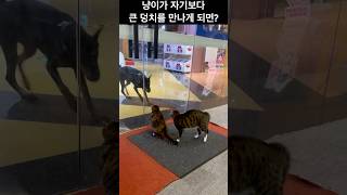 고양이가 자기보다 큰 덩치를 만나게 된다면? #고양이 #cat #shorts