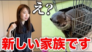 嫁に黙ってカワウソを飼うことにしました