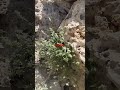 harvesting medicinal plants from the slopes of the mountains برداشت گیاه دارویی مرزنجوش