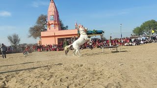 NEW MARWADI HORSE DANCE ||NEW MARWADI SONG #dance #viral #trending#horse#super#rajasthan