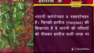 Ayurvedic Benefits of Bharangi for Harpij | Acharya Balkrishna