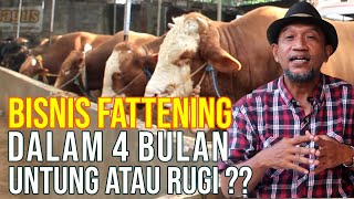 Untung Rugi Bisnis Sapi Fattening Penggemukan