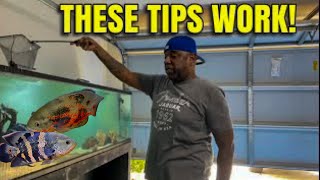 HUGE MONSTER OSCAR FISH "TIPS YOU NEED TO KNOW"
