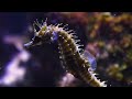 the insane biology of the seahorse