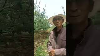 大力丸陕西苹果表现很满意 Apple Shaanxi Revisit 20190519