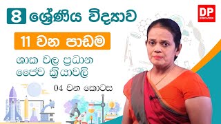 11 වන පාඩම ( ශාක වල ප්‍රධාන ජෛව ක්‍රියාවලි  -  04 කොටස) | 8 වන ශ්‍රේණිය විද්‍යාව