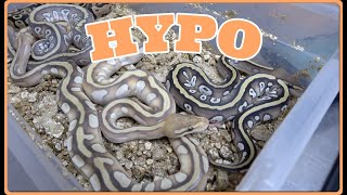 Combo Hypos! Clutch Update #56