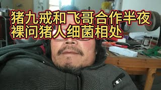 猪九戒可能和飞哥合作，半夜发疯裸问猪，人细菌怎样相处