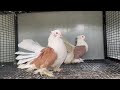 world most beautiful fancy pigeon hajji mosa king the king of pigeon kabootar king 1