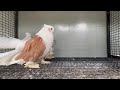 world most beautiful fancy pigeon hajji mosa king the king of pigeon kabootar king 1