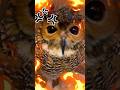 Bibib the Owl is Angry and Full of Revenge!😤😡🦉