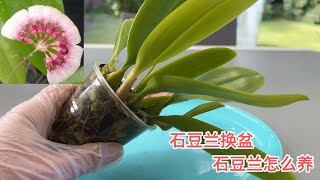 石豆兰怎么养？给石豆兰换盆