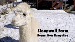 Stonewall Farm Keene, New Hampshire Crowdfunding Video
