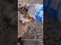 cute baby chipmunk squirrel on water feeding moments 🐰🐰 কাঠবিড়ালি টি জল খাওয়া🐇🐇।