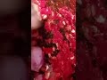 Sambal Jengkol Balado Khas Masakan Padang #shortvideo #shorts