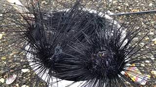 【凹凸曼】用新鲜的海胆，做成一道美味海鲜，大人孩子都爱吃Cooking sea urchin