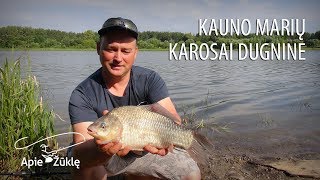 Apie žūklę 2018 06 30. Didelių karosų žūklė nuo kranto. Kauno marios.