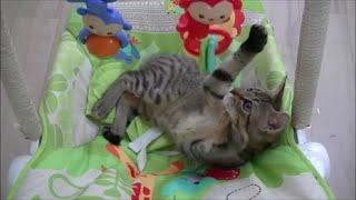 ベビーチェアで遊ぶ事を覚えた猫－cat plays in baby chair－【キジ丸の日常】