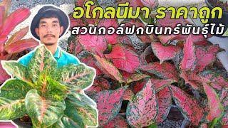 อโกลนีมาราคาถูก หลายสิบสายพันธุ์ สวนกอล์ฟกบินทร์ ปราจีนบุรี