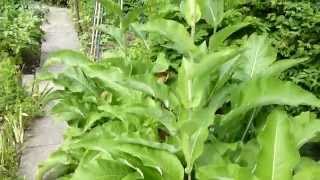 Blühender Alant (Inula helenium), Botanischer Garten Linz, Austria