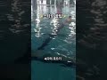 선출이 알려주는 스타트 꿀팁✨ 스타트는 나도 너무 어려워...😢 swimming swim 수영 수영선수 선출 평영 스타트 dive