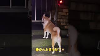 夜のお散歩から帰宅した柴🐕🎶