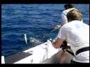 harpooning a mako shark