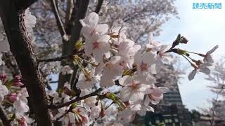 日本の四季　【東京さくら巡り】播磨坂