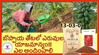 How to feed in #papaya#crop How to apply#Organic Farming# Hi rich, Natural farming