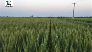 Wheat Crop on  Raised Bed|Episode 3 Tech Science