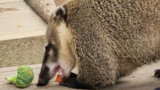 新竹動物園 長鼻浣熊餵食