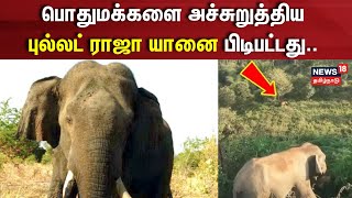 Bullet Raja Elephant | பொதுமக்களை அச்சுறுத்திய புல்லட் ராஜா யானை பிடிபட்டது | Nilgiris