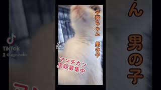 里親募集中　子猫ちゃん　マンチカンちゃん月曜日午後から、予約制逢いに来てニャ😸#里親募集中子猫アゴはネコ #マンチカン子猫 #マンチカンbaby  #保護猫 #可愛い猫