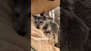 在宅勤務でべったりひっついてくるシュナウザーの子犬