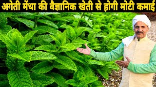 पिपरमिंट मेंथा की खेती से तेल का अधिक उत्पादन लें। Pipermint, Mentha from oil production