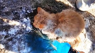 In the snow, a stray cat was frozen on the ice, desperately waiting for death