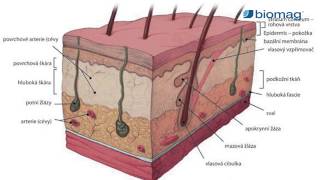 MUDr. Peter Bednarčík, CSc. - Effects of 3D pulse magnetotherapy Biomag on cellulite and psoriasis.