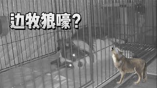 实锤！我家边牧半夜变身狼狗了！—border collie Mia