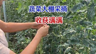 蔬菜大棚采摘，格格妈边采摘边学习种菜