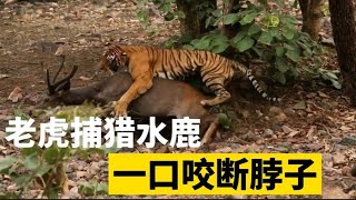 百兽之王老虎狩猎现场，血脉压制万物，目之所及都是口中餐